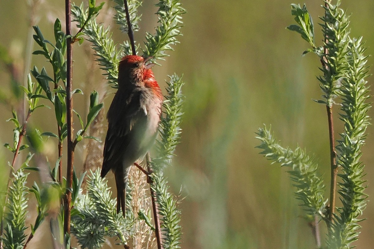 Common Rosefinch - ML646962228