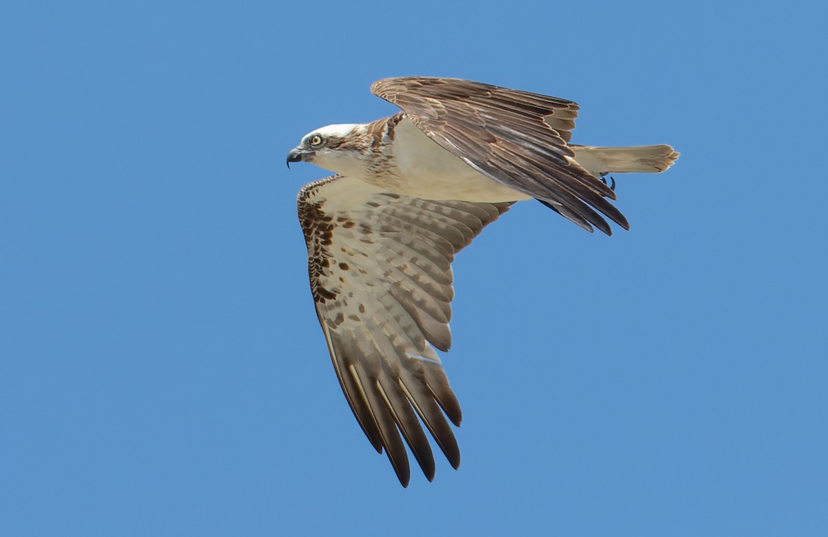 Osprey - ML646962229