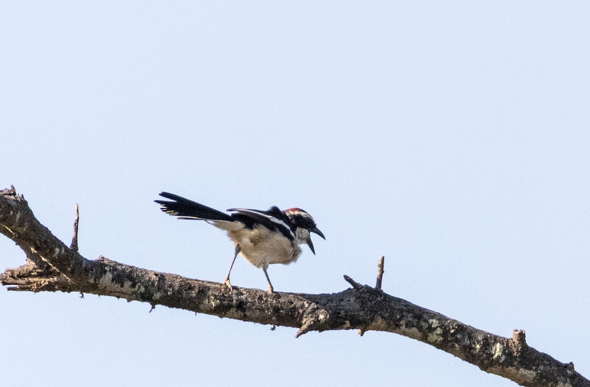 Red-naped Bushshrike - ML646962230