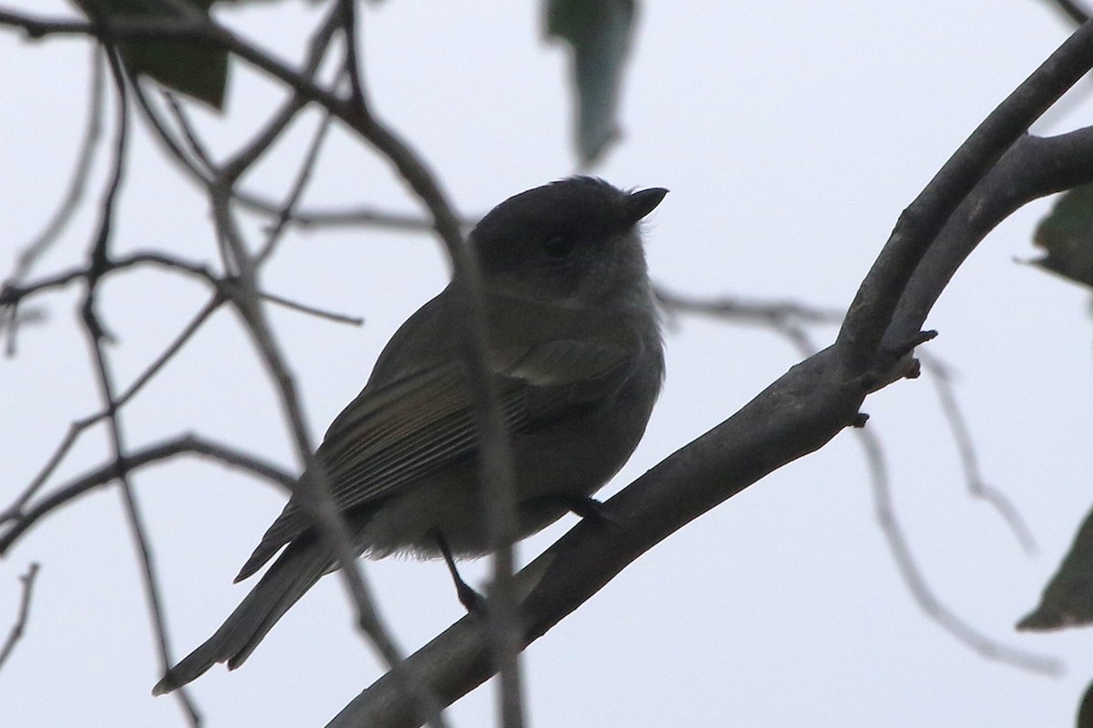 Golden Whistler - ML646962231