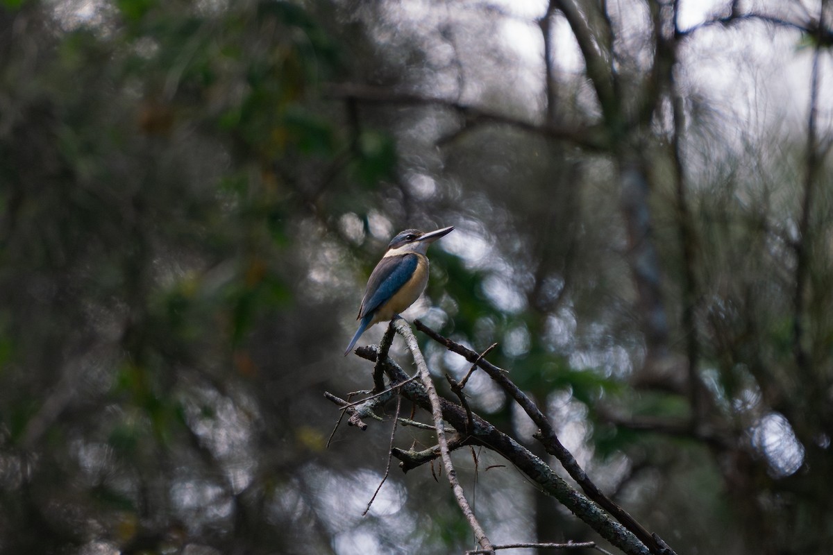 Sacred Kingfisher - ML646962232