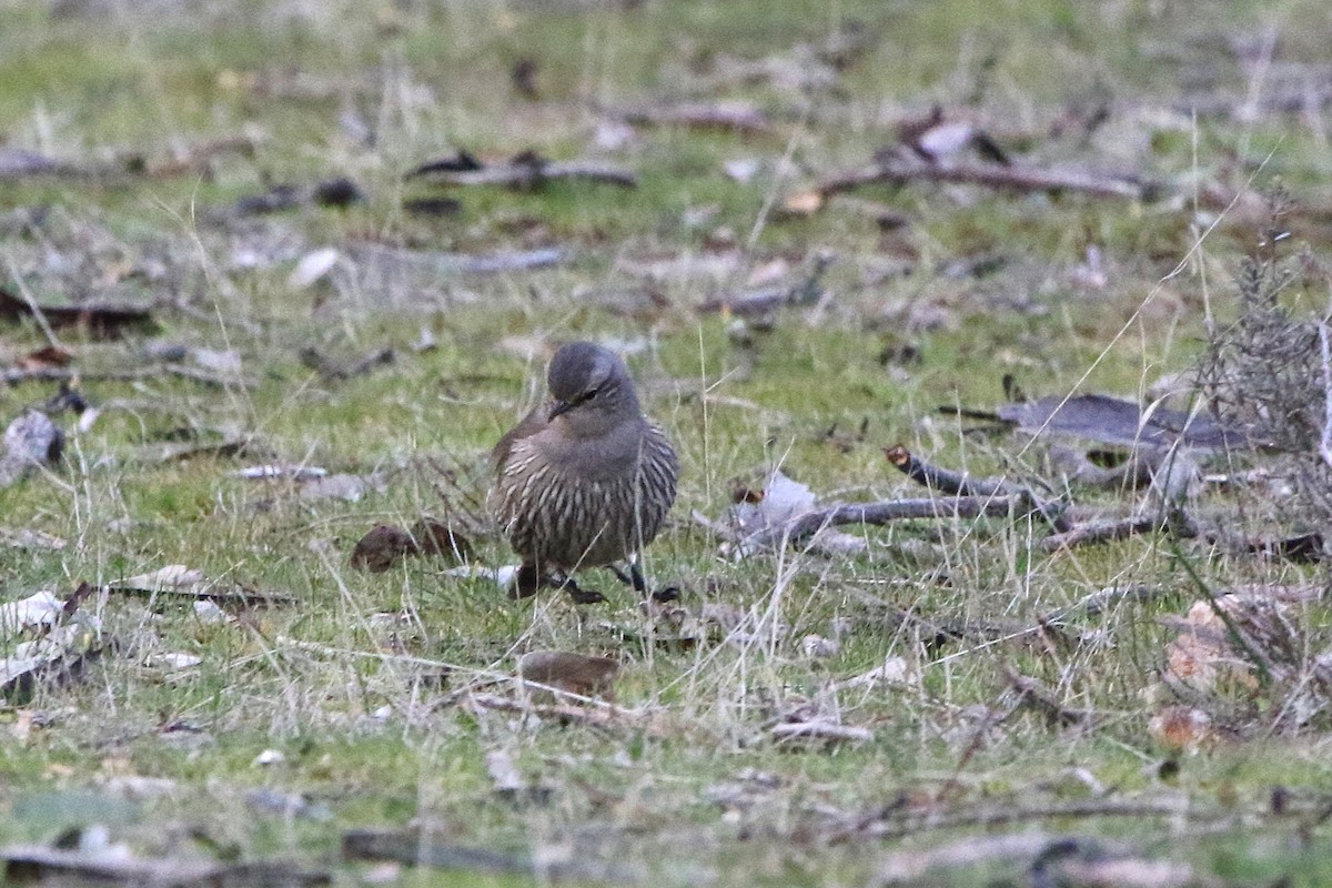 Brown Treecreeper - ML646962233