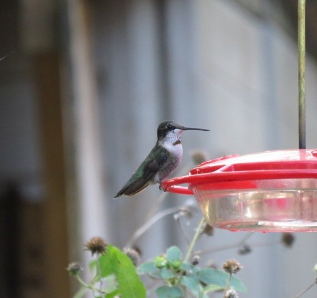 Рубиновогорлый колибри - ML646962234