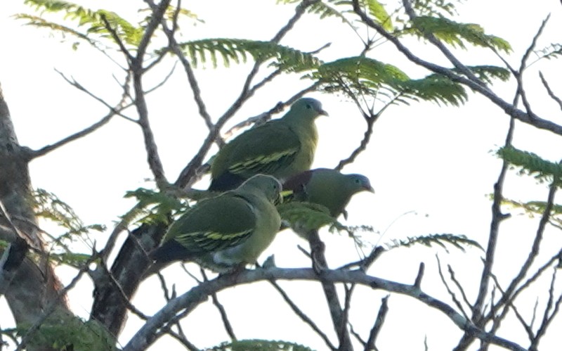 Thick-billed Green-Pigeon - ML646962238