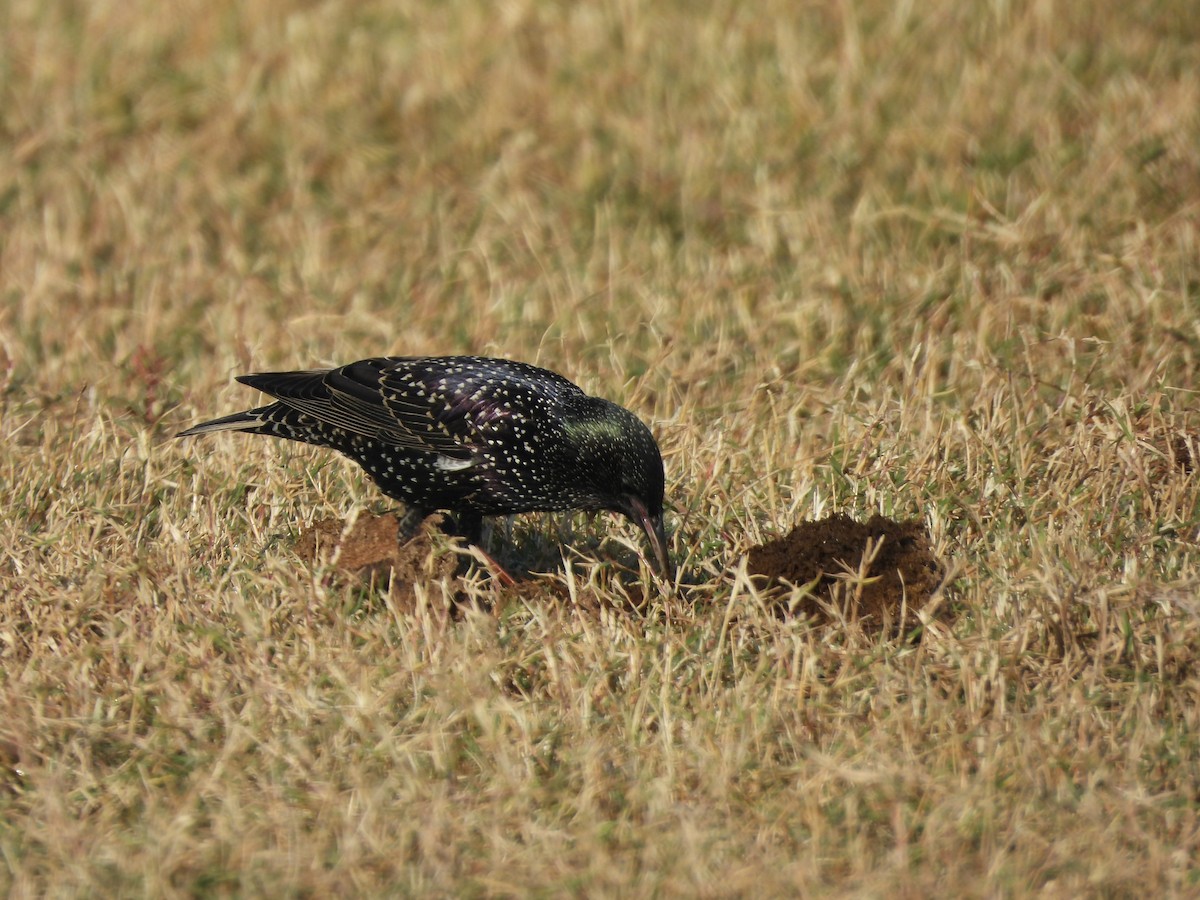 European Starling - ML646962239