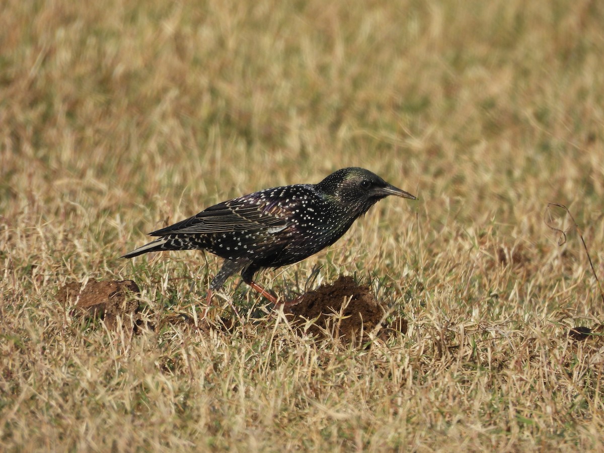 European Starling - ML646962240