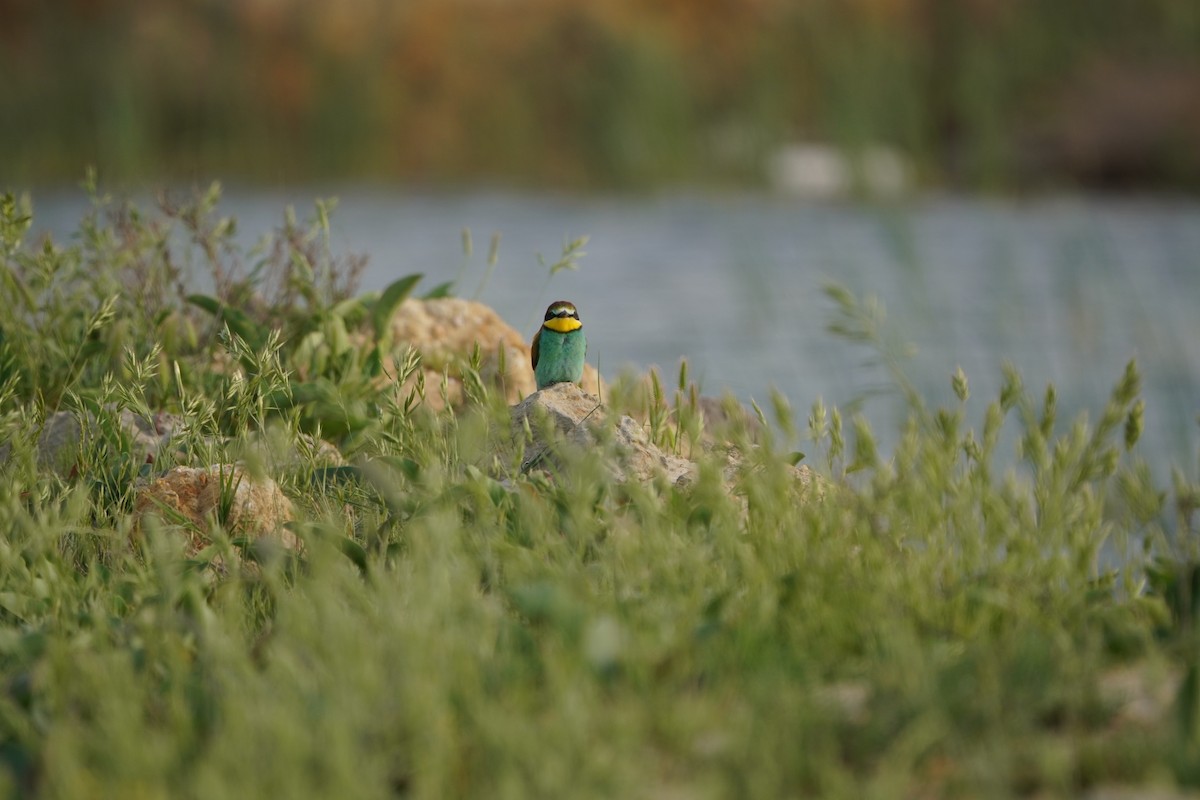 European Bee-eater - ML646962242