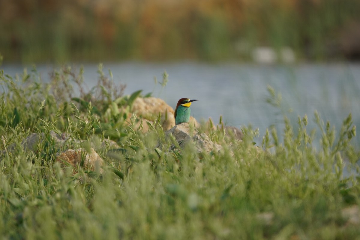 European Bee-eater - ML646962244