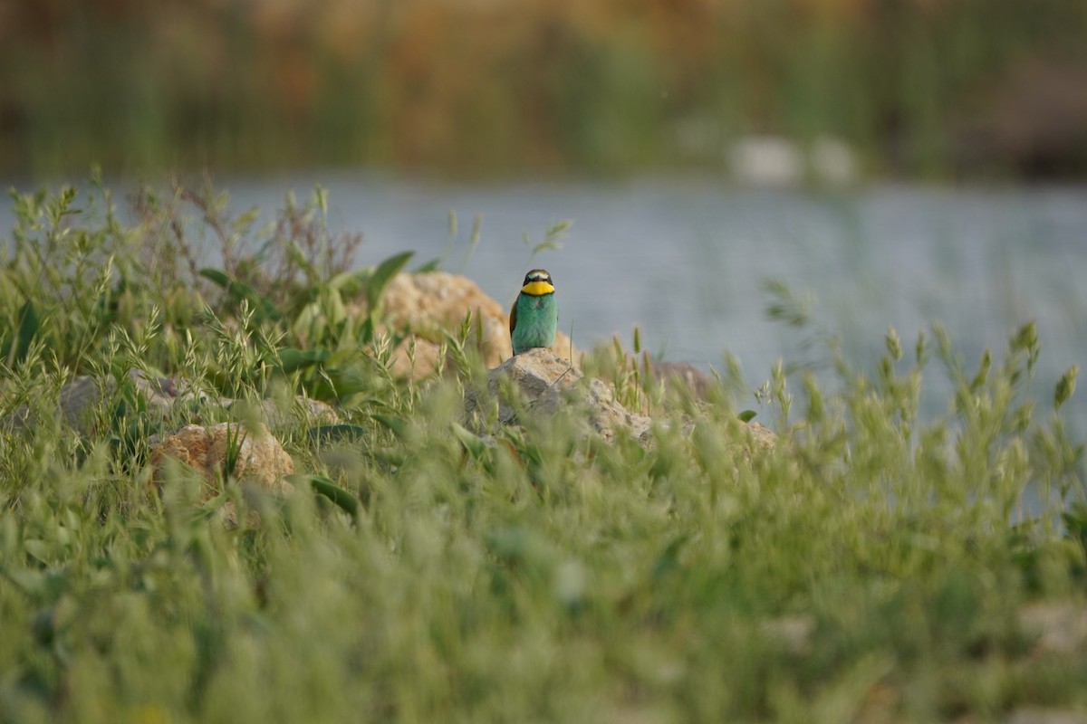 European Bee-eater - ML646962245