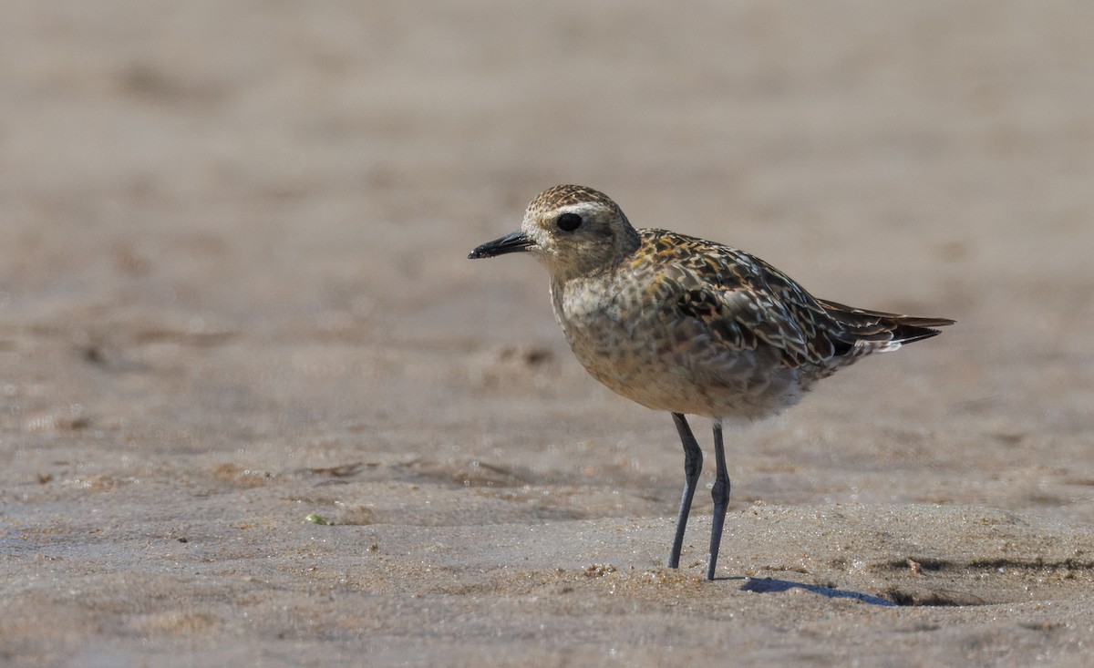 Urre-txirri siberiarra - ML646962246