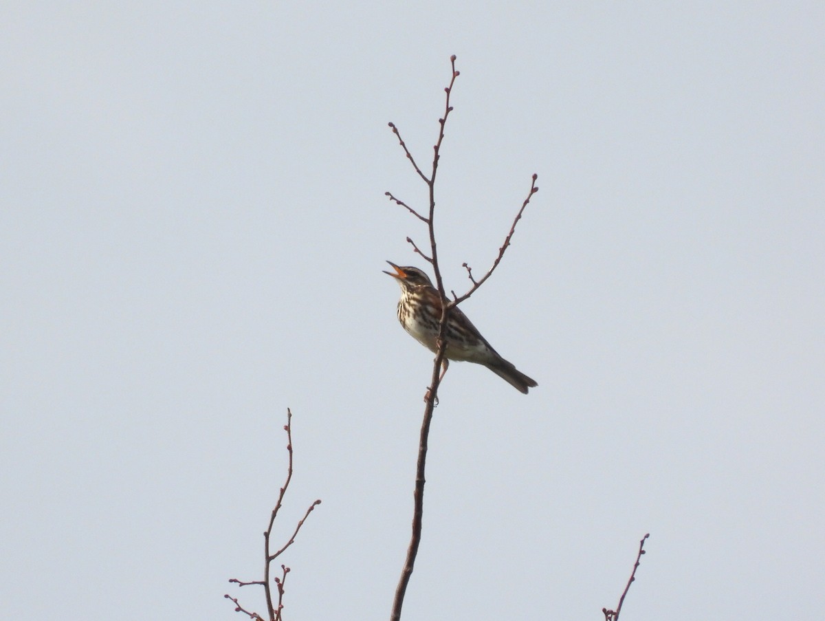 Birigarro txikia - ML646962251