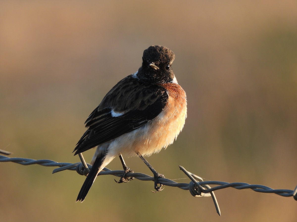 Сибирский черноголовый чекан - ML646962252