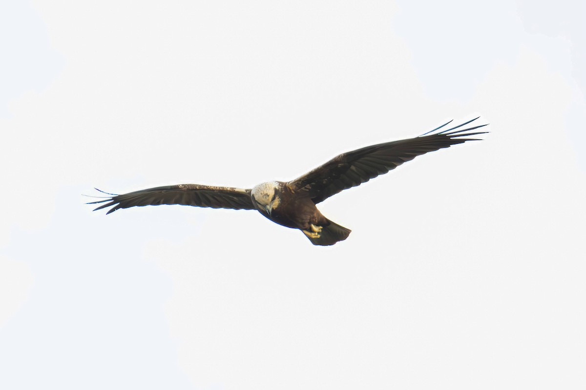 Western Marsh Harrier - ML646962255