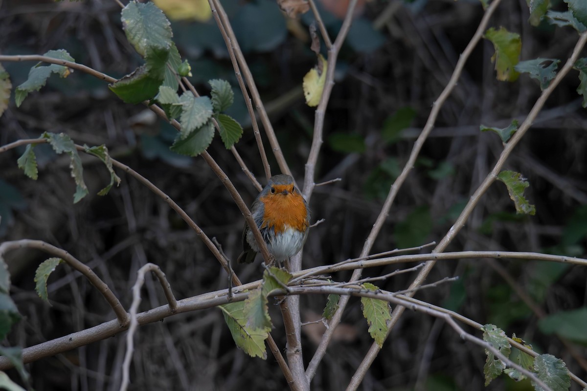 European Robin - ML646962257