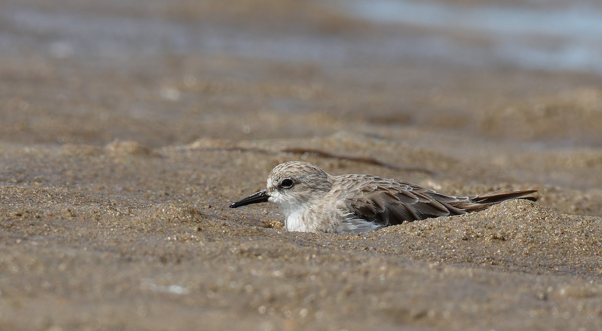 Txirri lepagorria - ML646962259