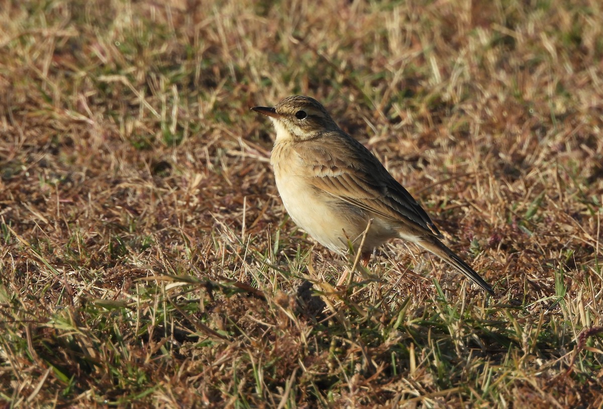 Рисовой конёк - ML646962260