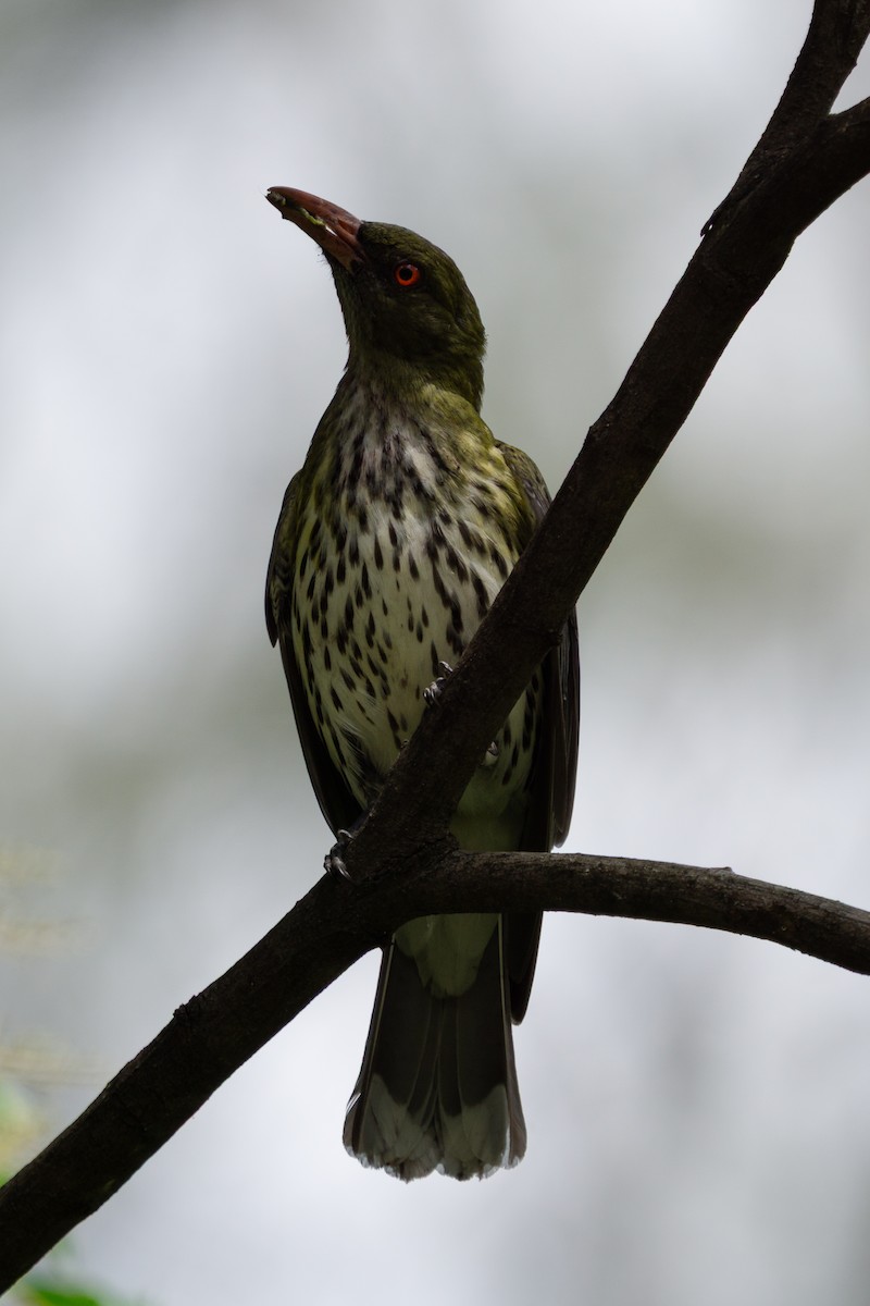 žluva olivovohřbetá - ML646962265