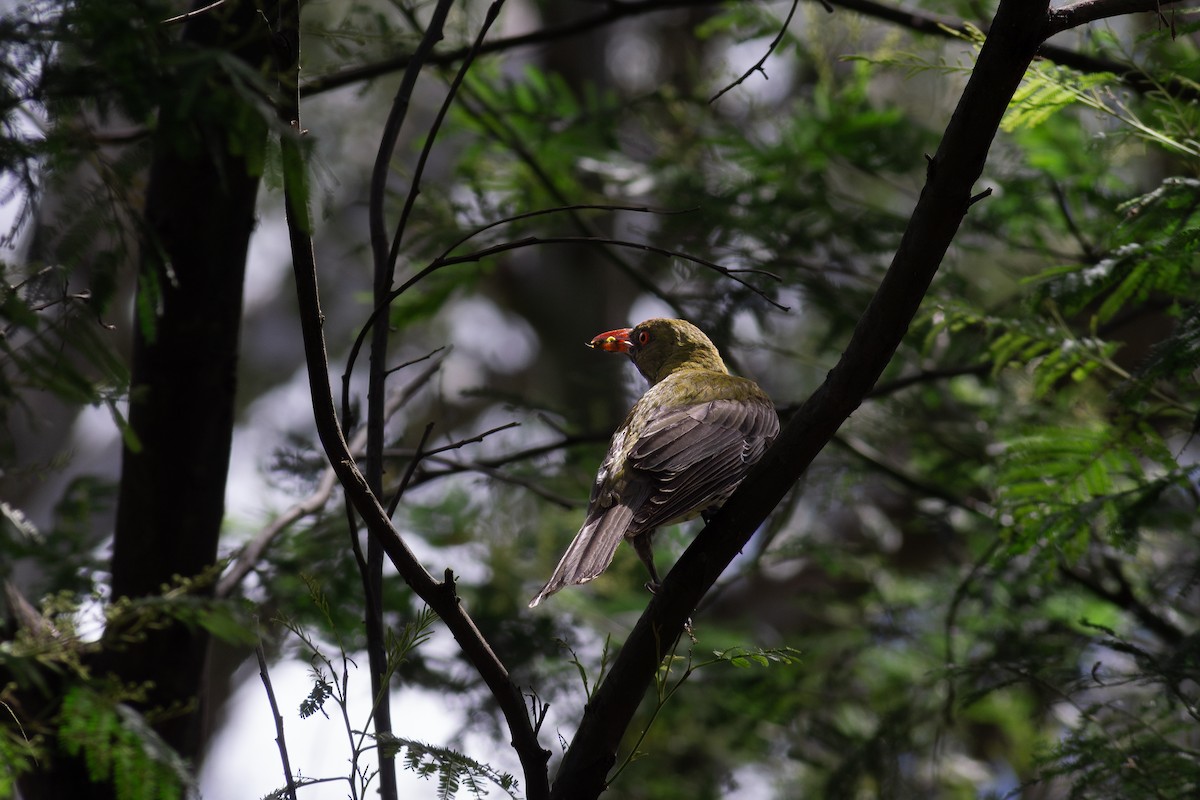 žluva olivovohřbetá - ML646962266