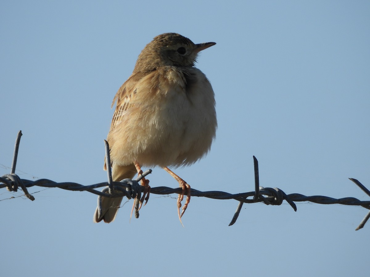 Рисовой конёк - ML646962268