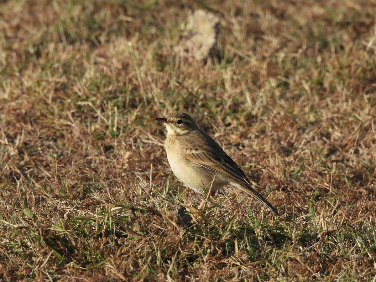 Рисовой конёк - ML646962269