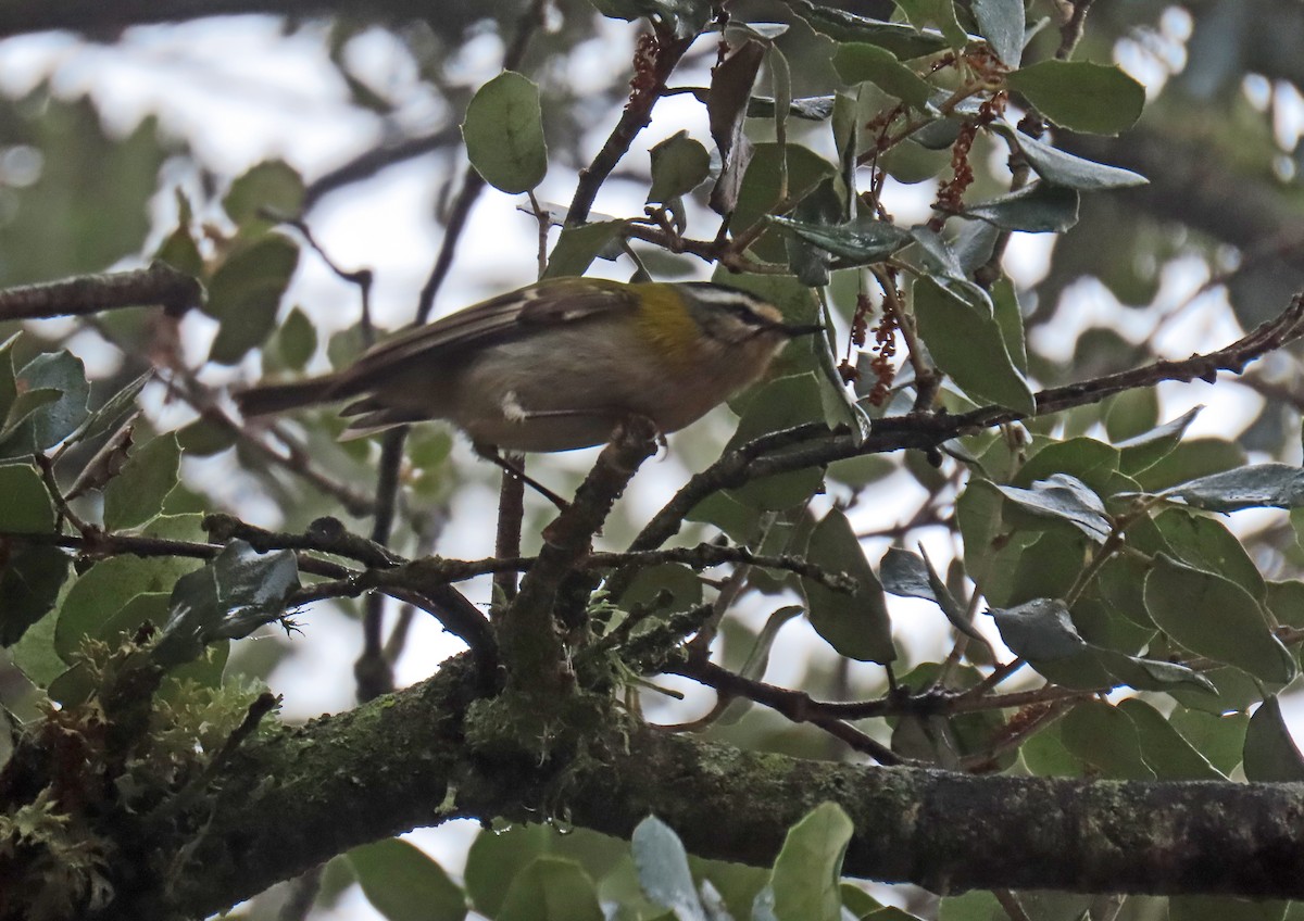 Common Firecrest - ML646962271