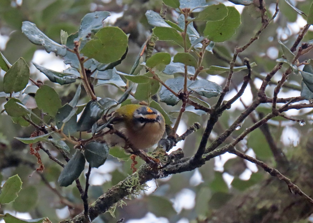 Common Firecrest - ML646962272