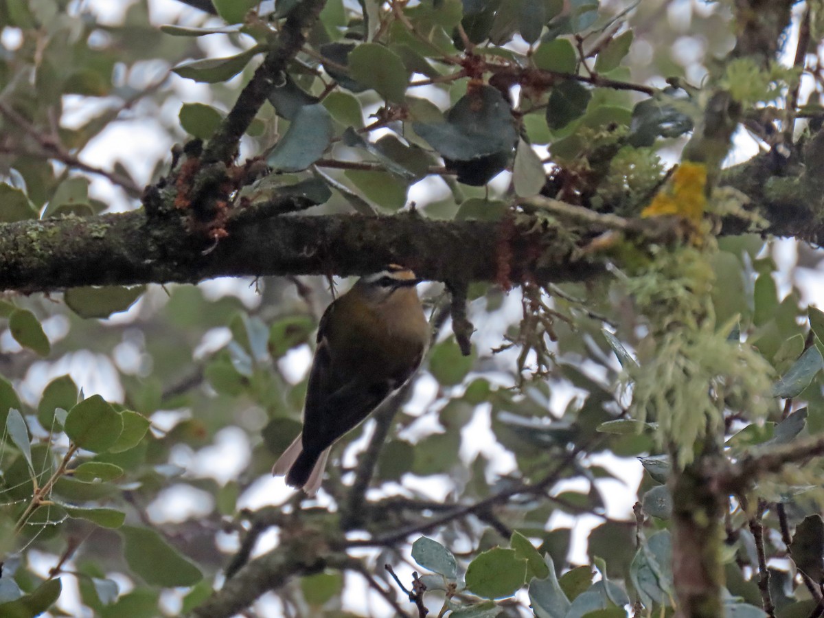 Common Firecrest - ML646962273