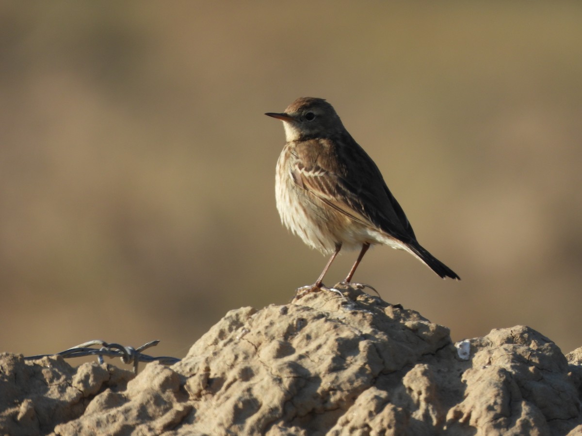 Горный конёк - ML646962277