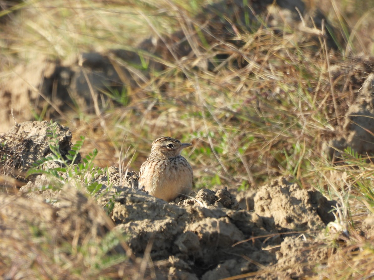 Горный конёк - ML646962278