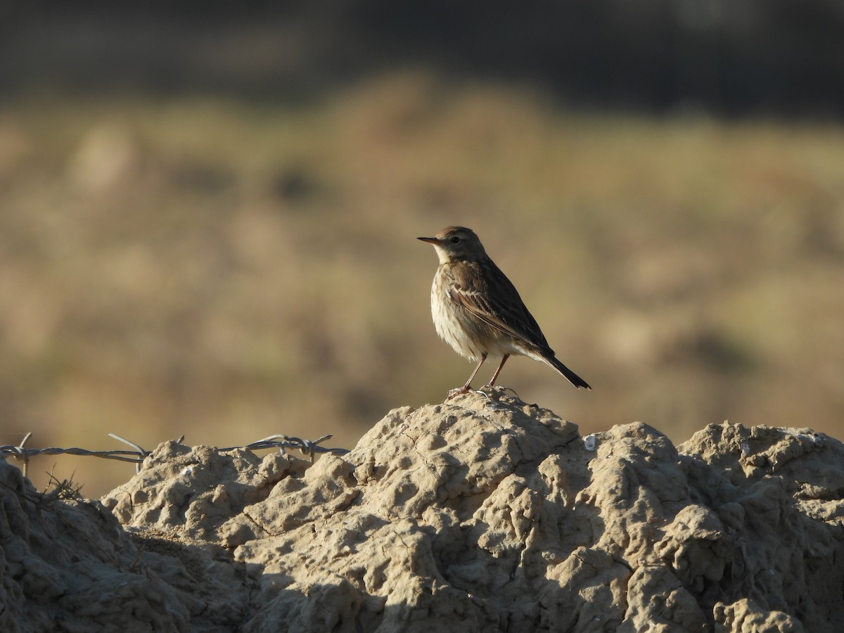 Горный конёк - ML646962279