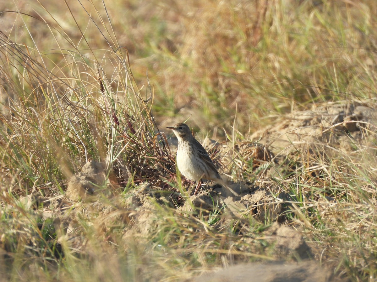 Горный конёк - ML646962280