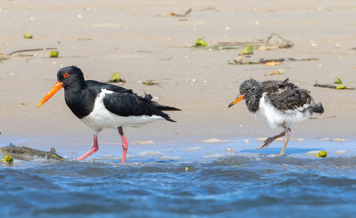 Pied Oystercatcher - ML646962282