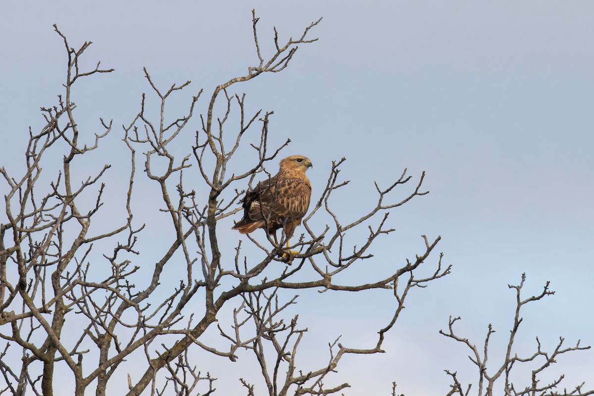 Common Buzzard - ML646962283