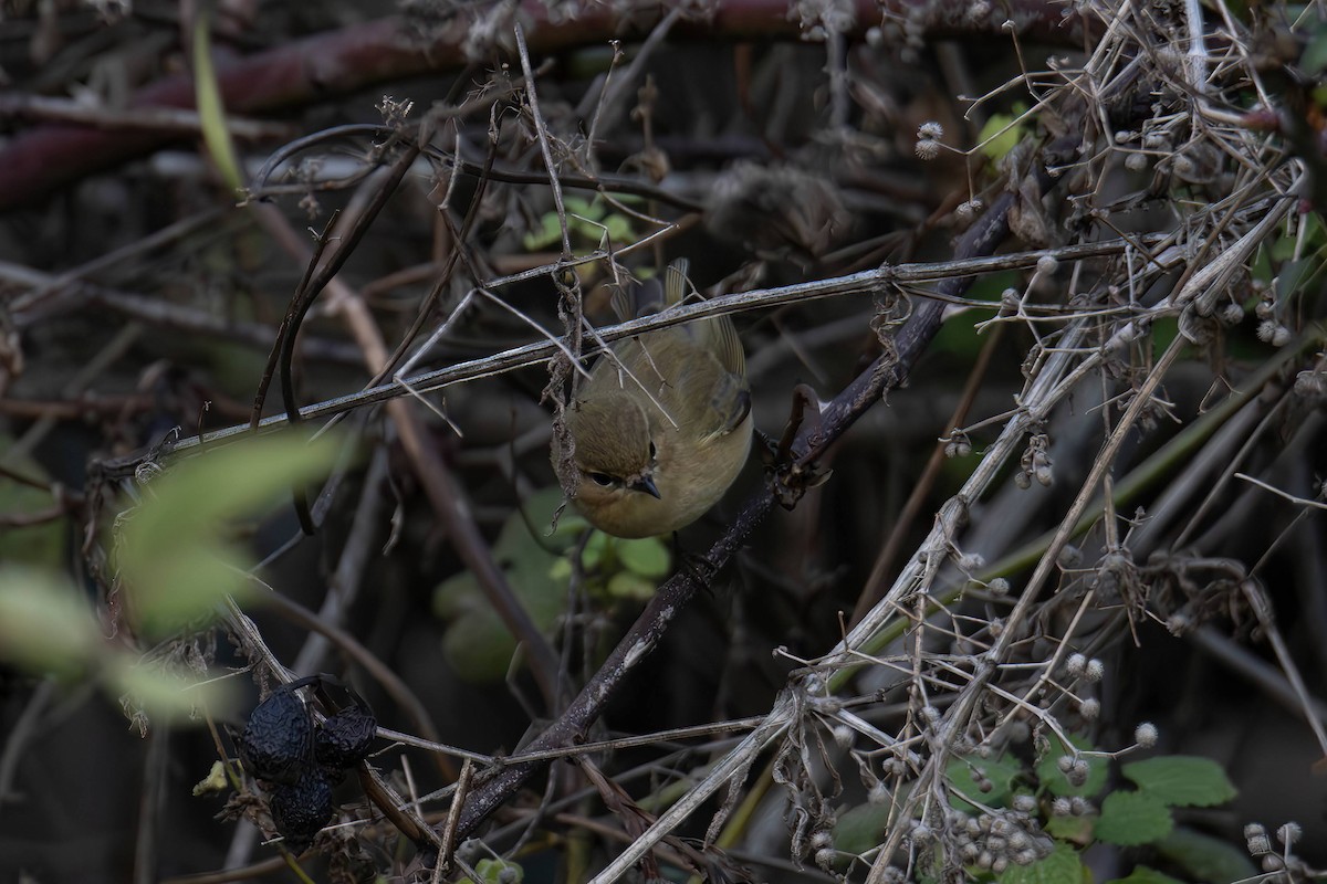 Common Chiffchaff - ML646962286