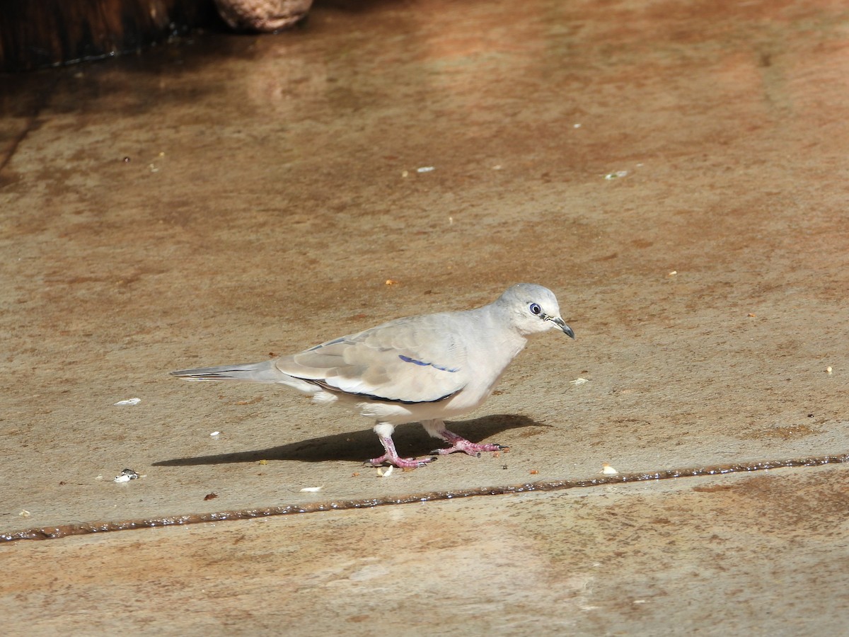 Picui Ground Dove - ML646962290