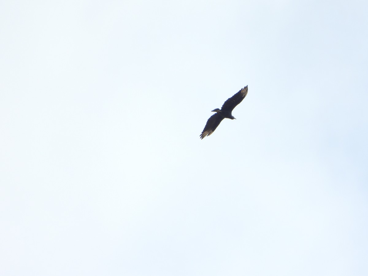 kondor havranovitý - ML646962292