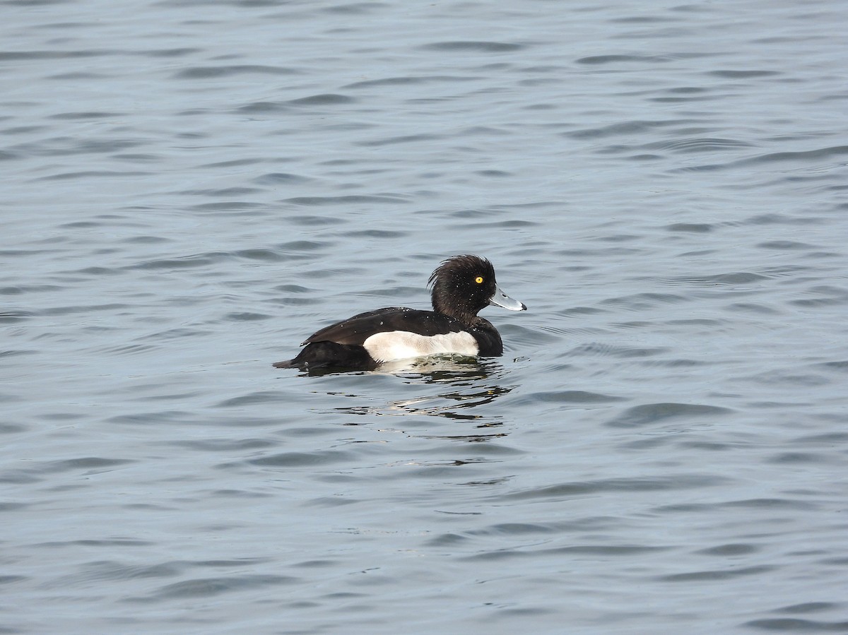 Murgilari mottoduna - ML646962301