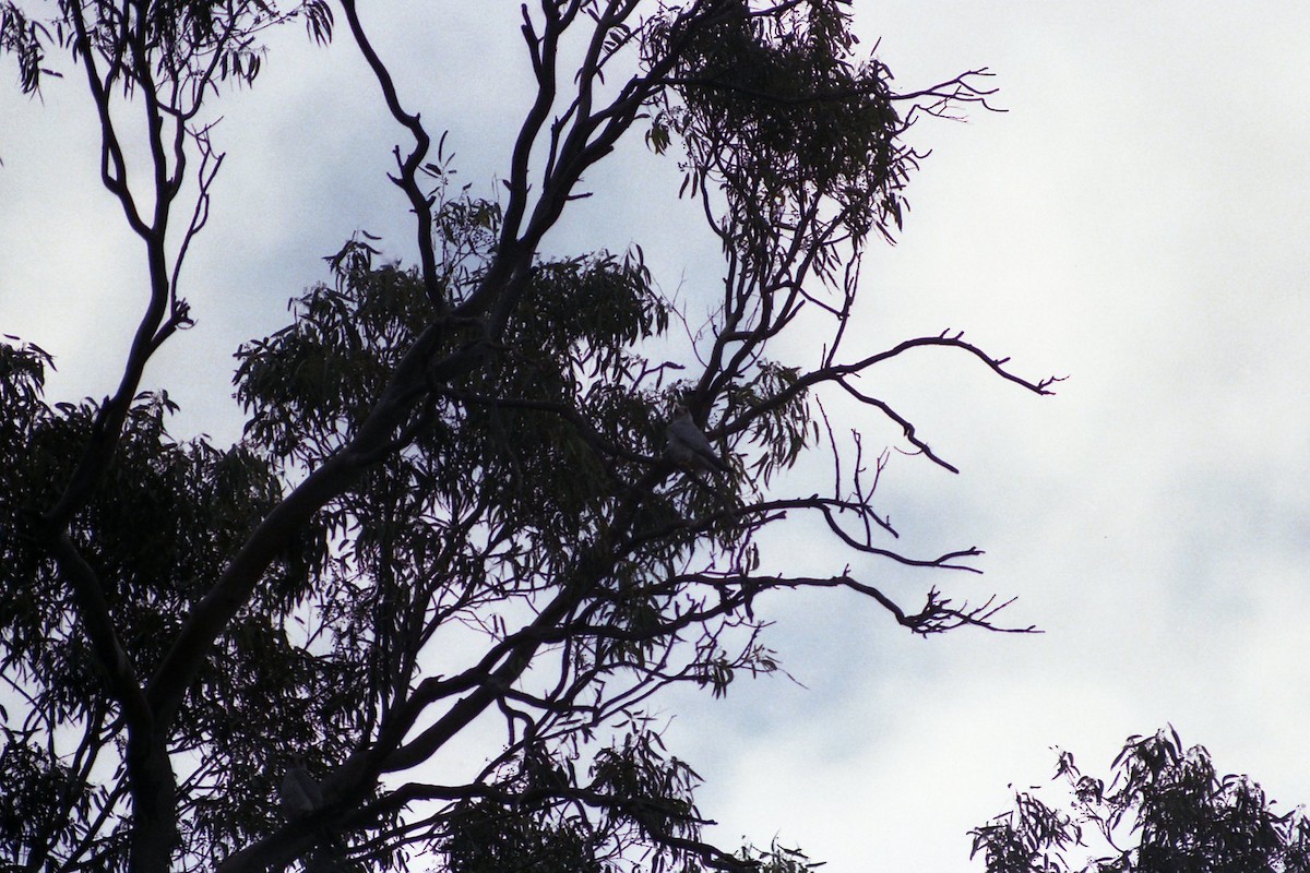 Silberfalke - ML646962302