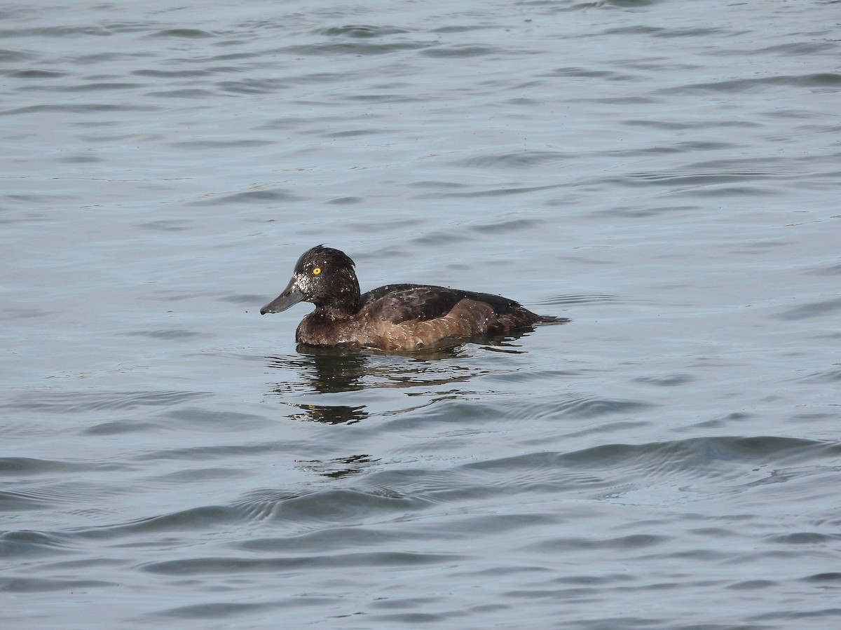 Murgilari mottoduna - ML646962303