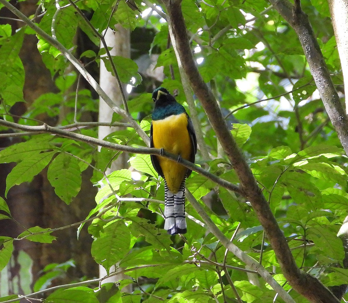 Graceful Black-throated Trogon - ML646962304
