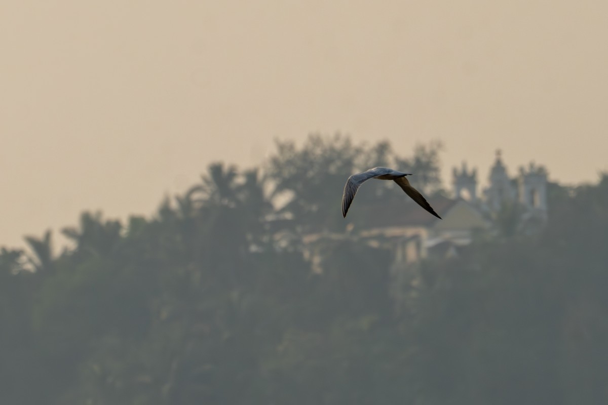 Чайконосая крачка - ML646962306