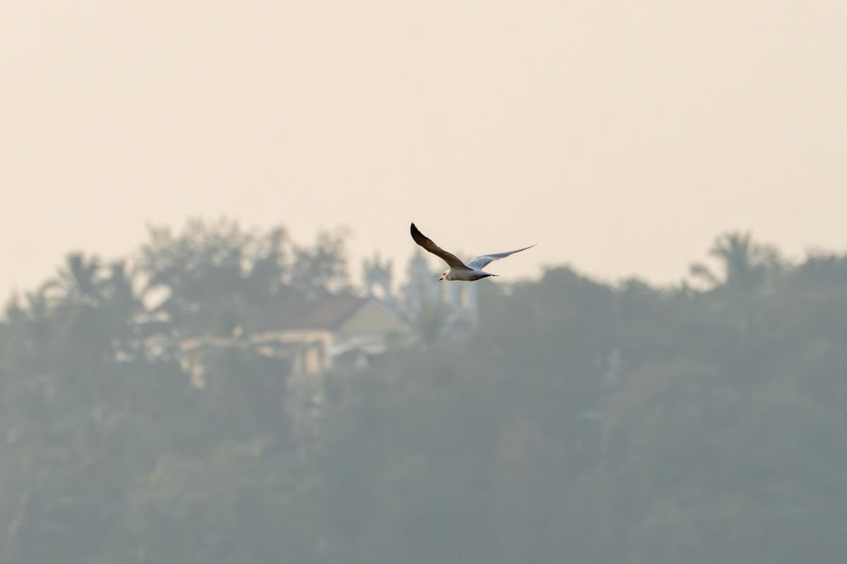 Чайконосая крачка - ML646962307