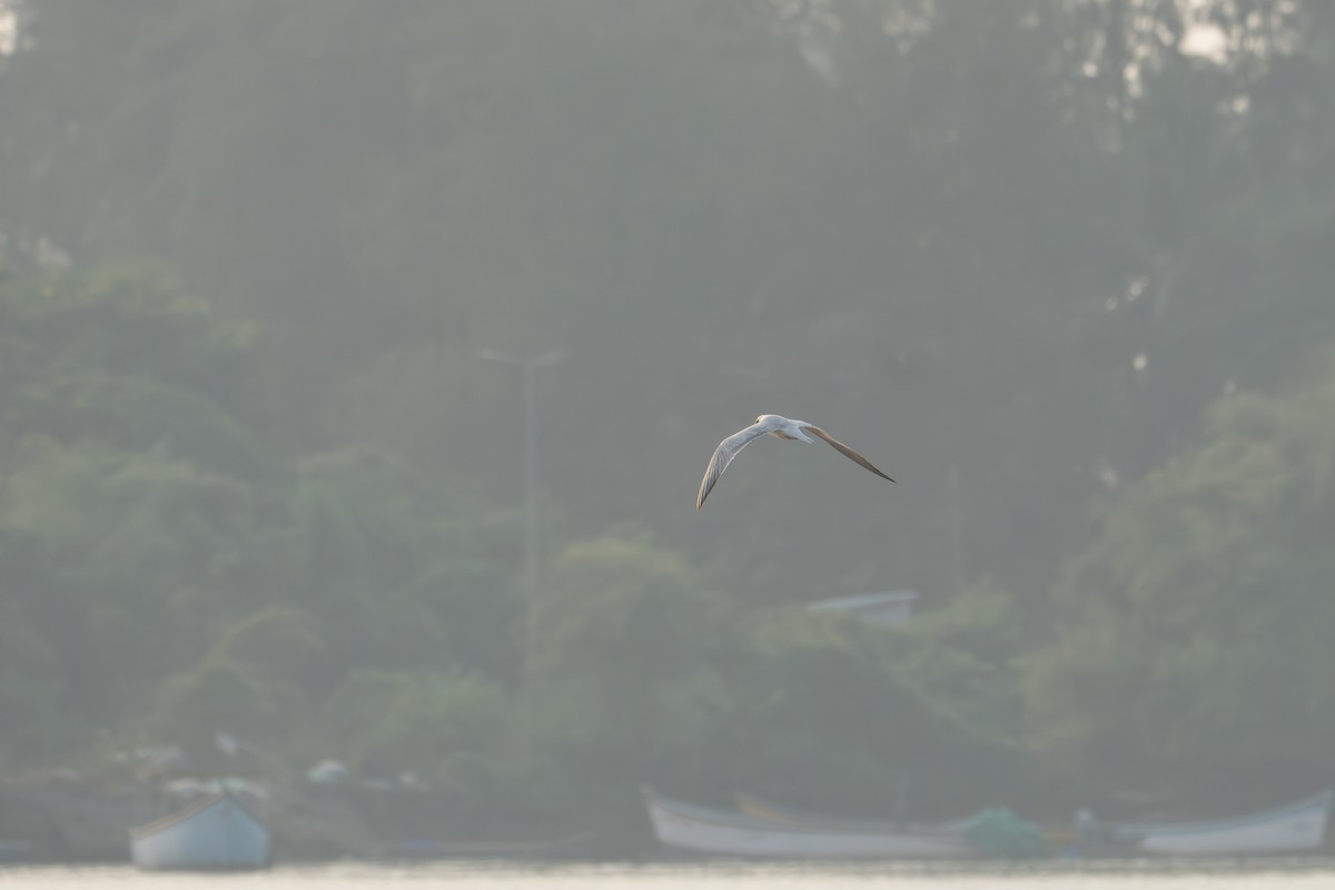 Чайконосая крачка - ML646962309