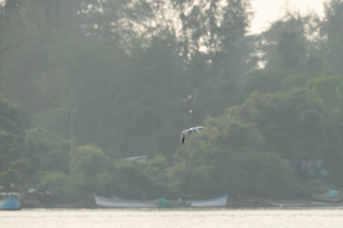 Чайконосая крачка - ML646962311