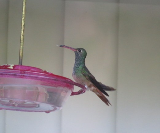 Юкатанская амазилия - ML646962314