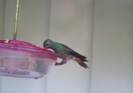 Юкатанская амазилия - ML646962316