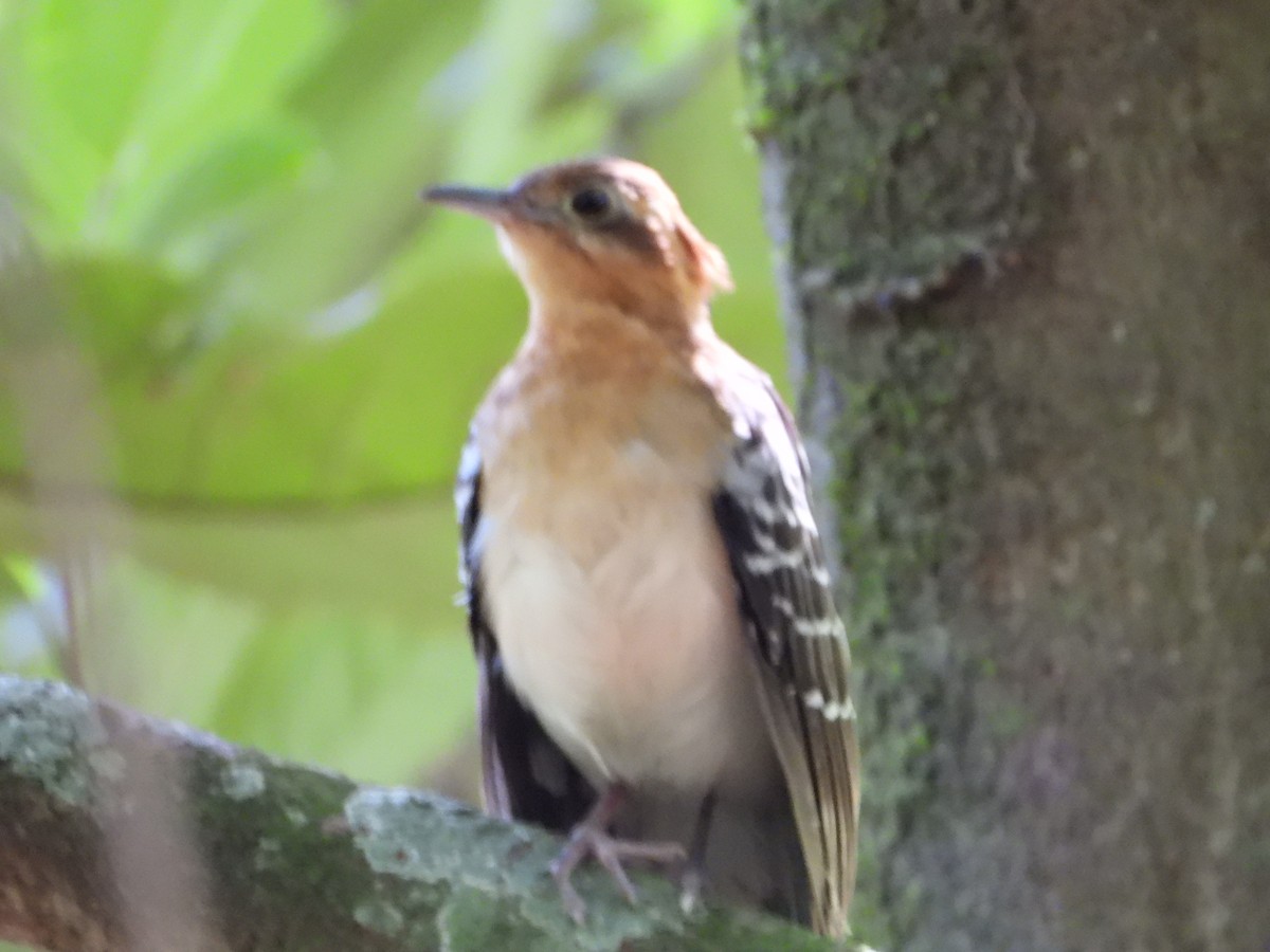 Pavonine Cuckoo - ML646962317