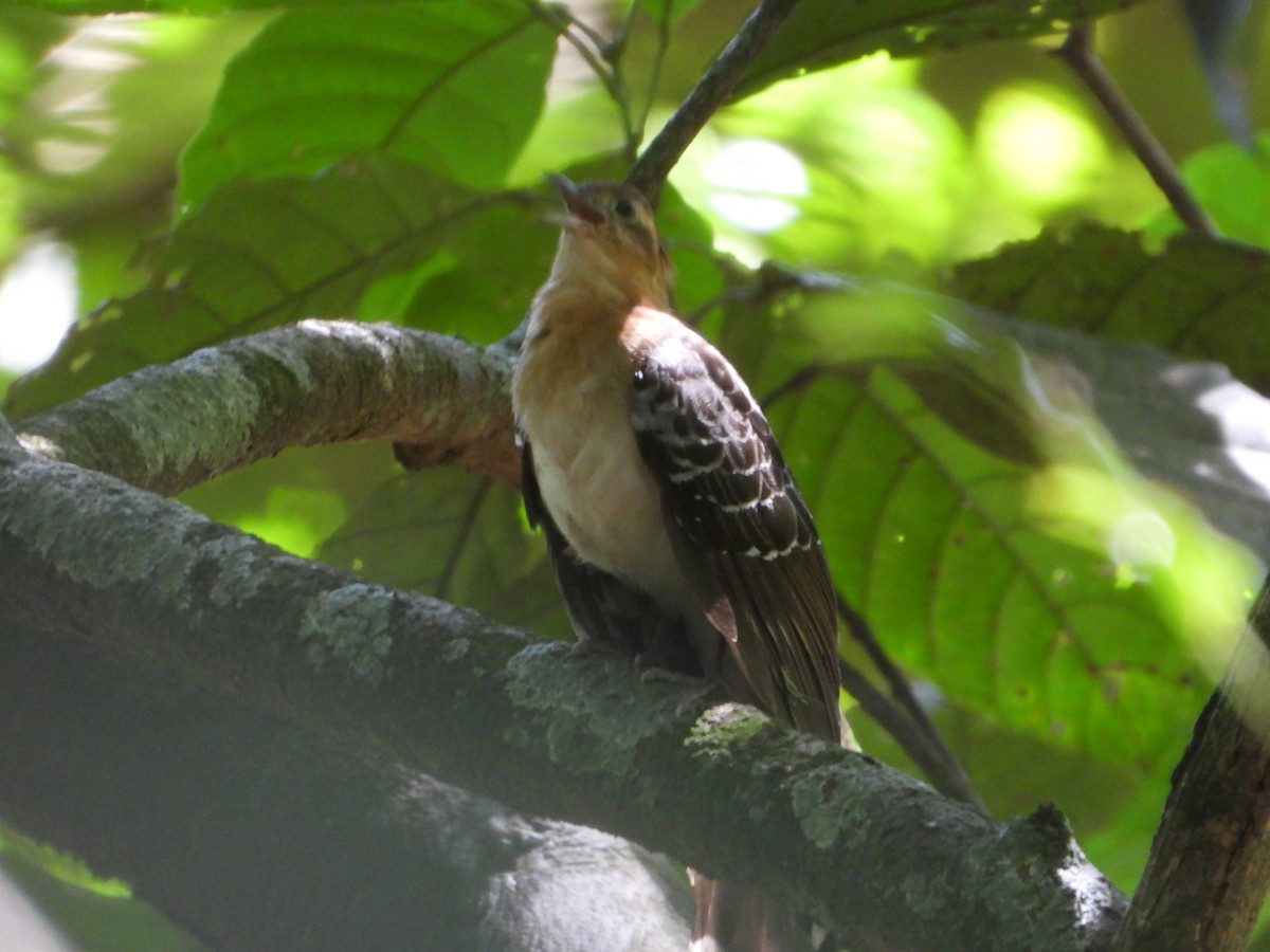 Pavonine Cuckoo - ML646962318