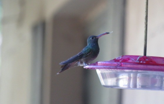 Юкатанская амазилия - ML646962320