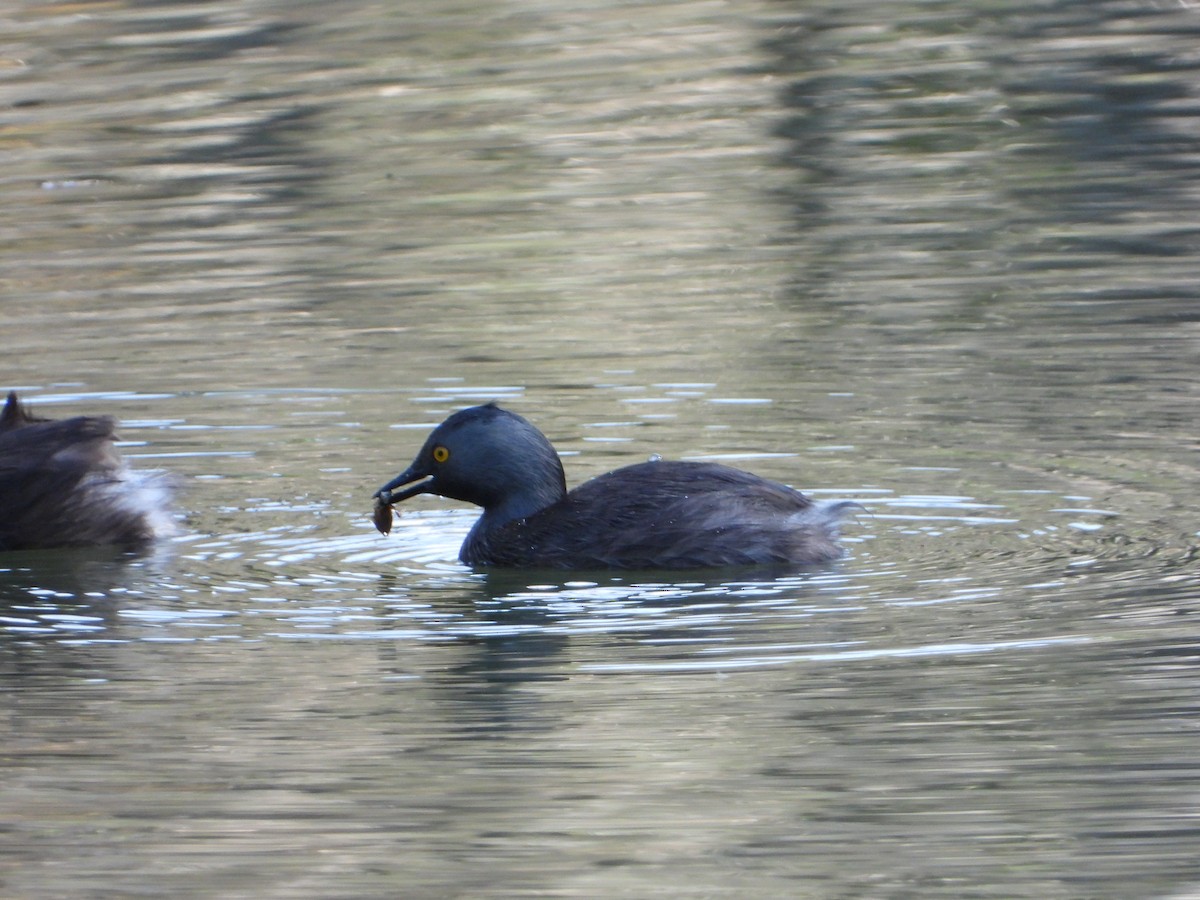 Least Grebe - ML646962321